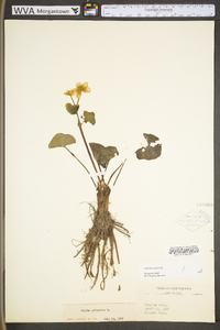 Caltha palustris var. palustris image