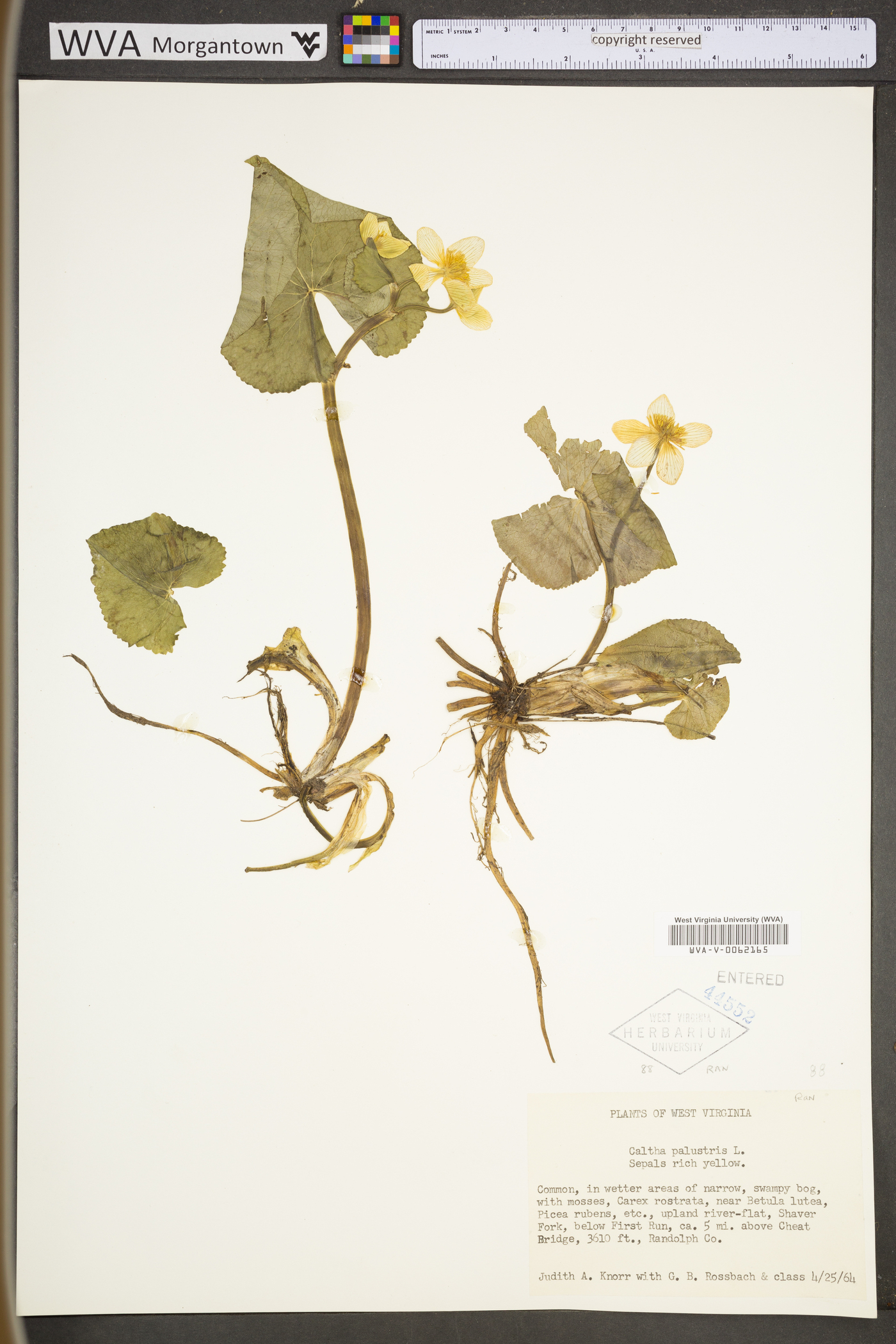 Caltha palustris var. palustris image