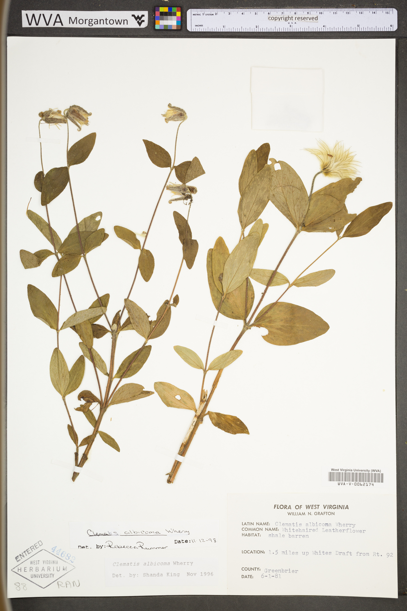 Clematis albicoma image