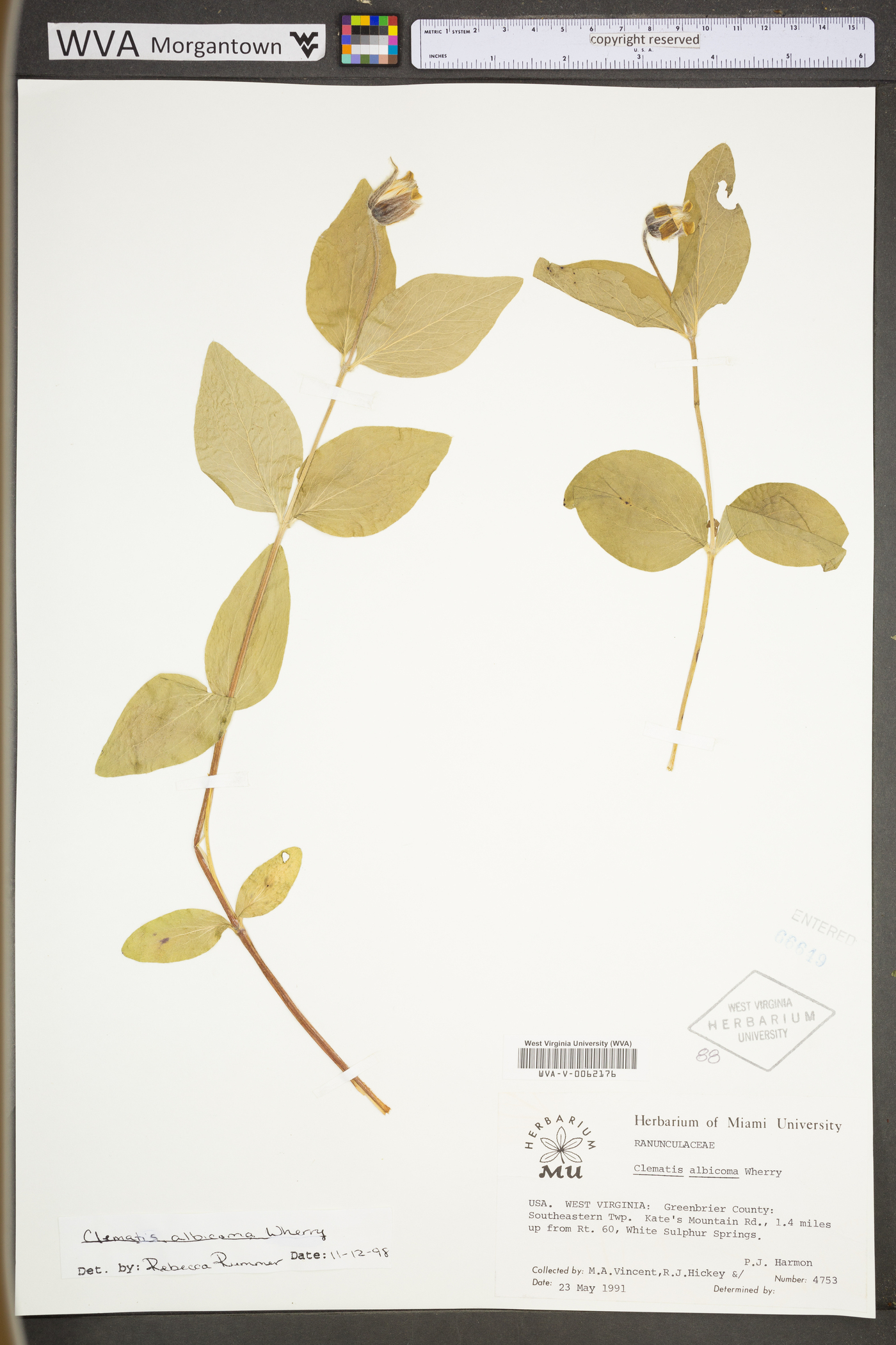 Clematis albicoma image