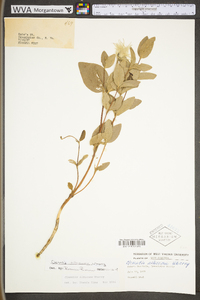 Clematis albicoma image