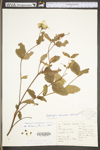 Clematis albicoma image