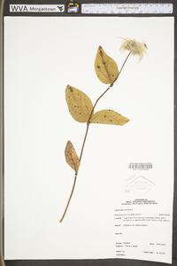 Clematis albicoma image