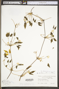 Clematis occidentalis image