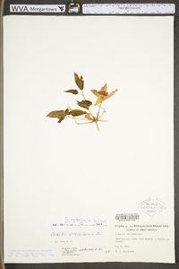 Clematis occidentalis image