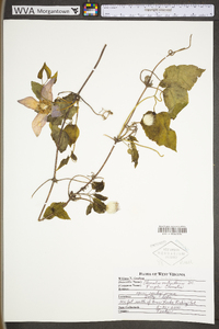 Clematis occidentalis image