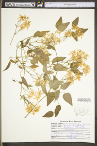 Clematis terniflora image