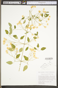 Clematis terniflora image