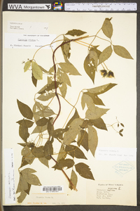 Clematis viorna image