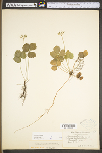 Coptis trifolia image