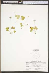 Coptis trifolia image