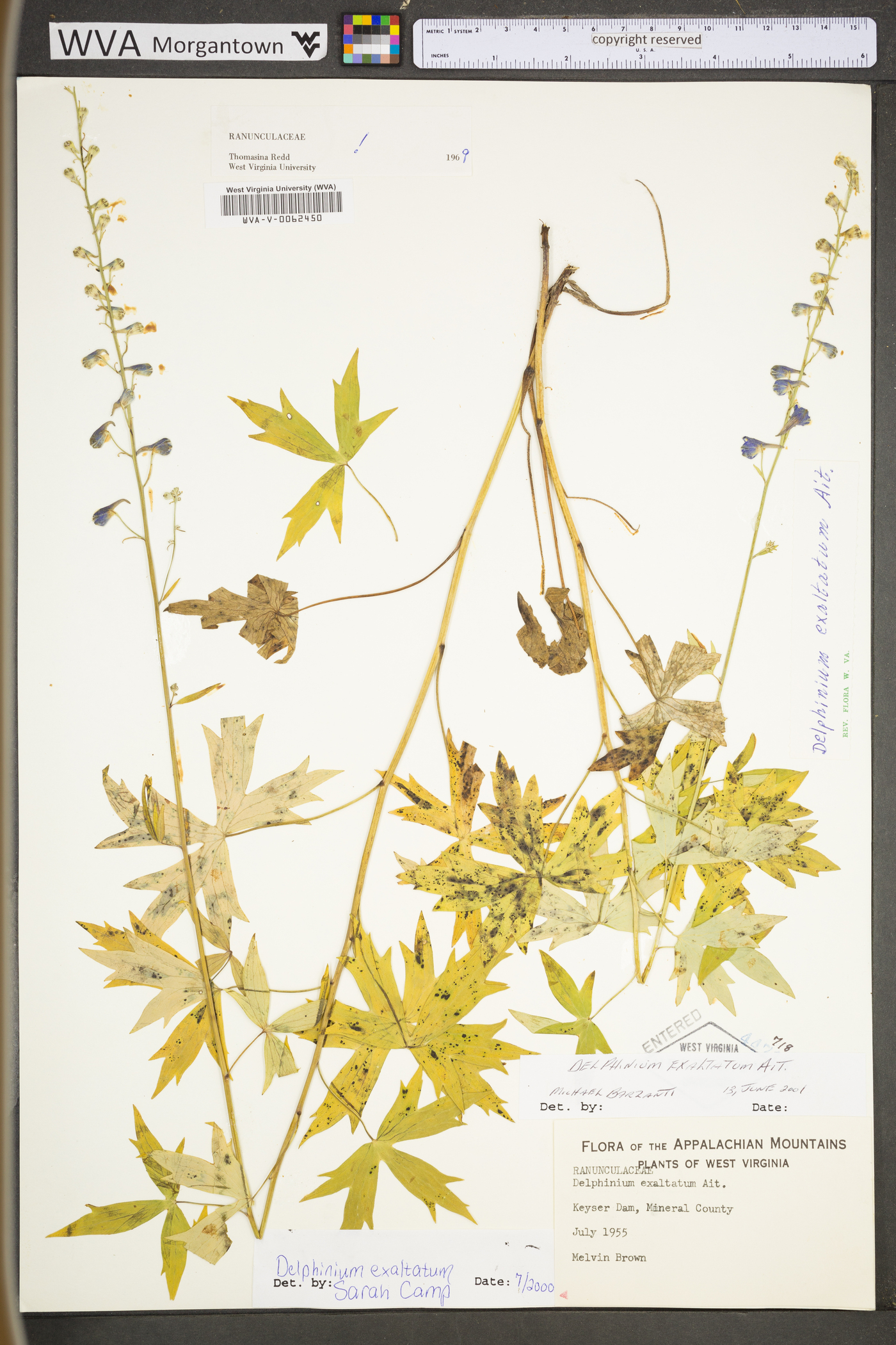Delphinium exaltatum image