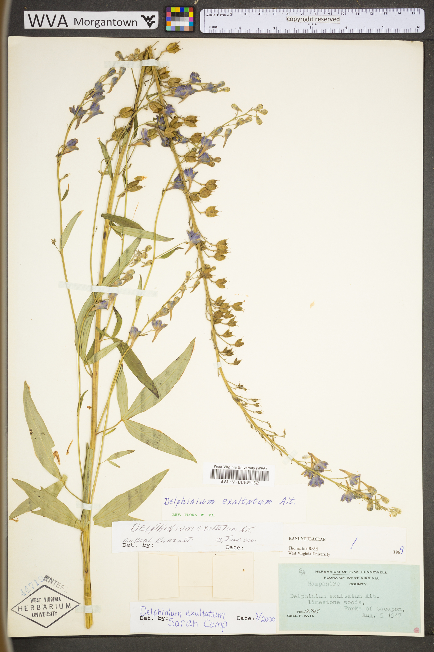 Delphinium exaltatum image