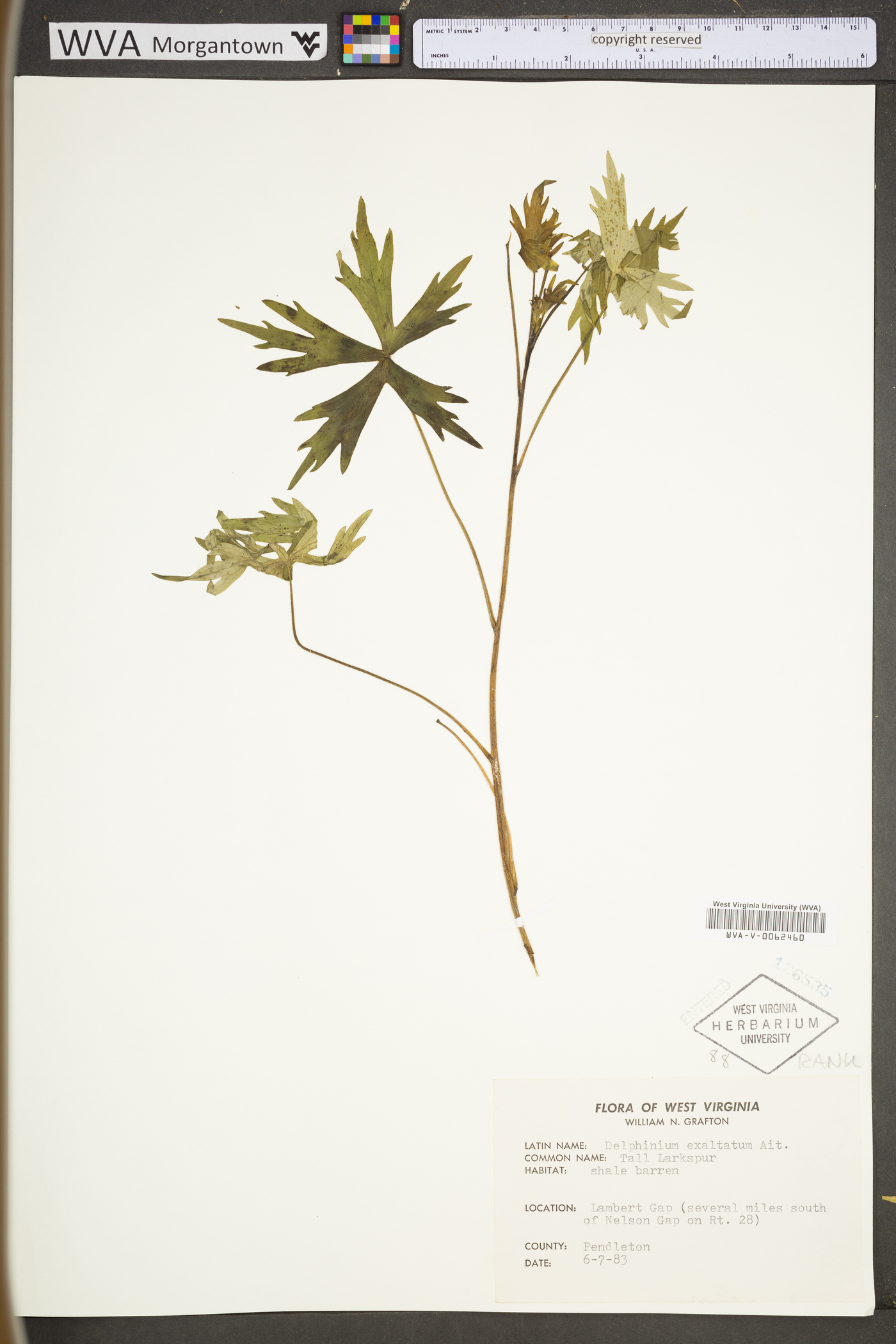 Delphinium exaltatum image