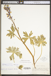 Delphinium tricorne image