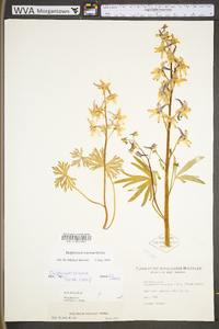 Delphinium tricorne image