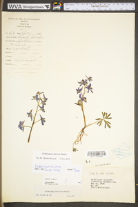 Delphinium tricorne image