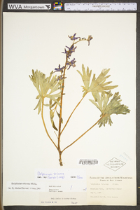 Delphinium tricorne image