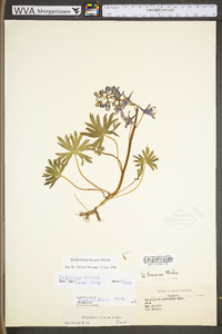 Delphinium tricorne image