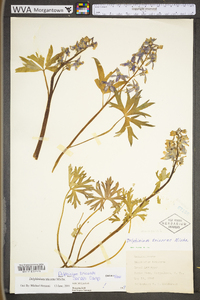 Delphinium tricorne image