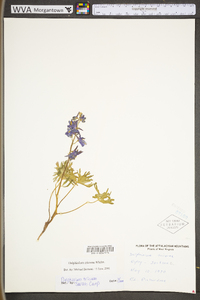 Delphinium tricorne image