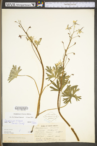 Delphinium tricorne image