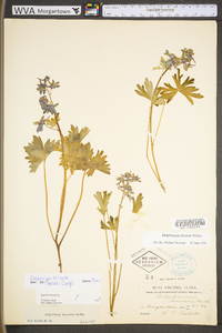 Delphinium tricorne image