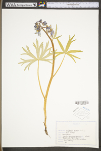 Delphinium tricorne image