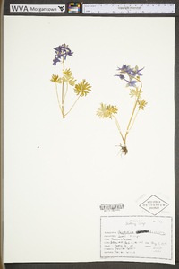 Delphinium tricorne image