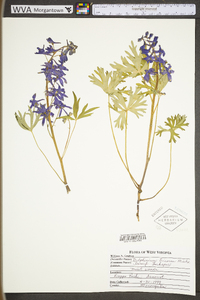 Delphinium tricorne image