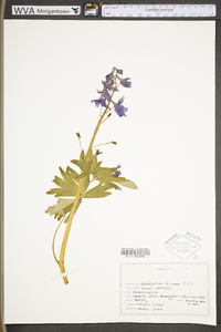 Delphinium tricorne image