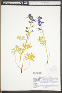 Delphinium tricorne image