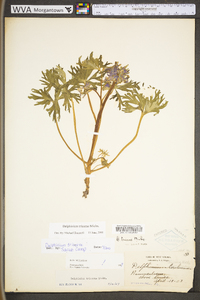 Delphinium tricorne image