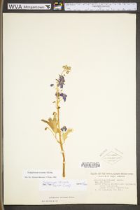 Delphinium tricorne image