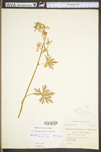 Delphinium tricorne image