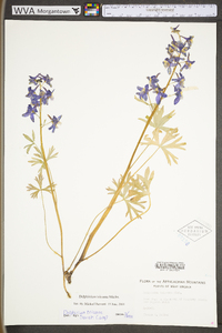 Delphinium tricorne image