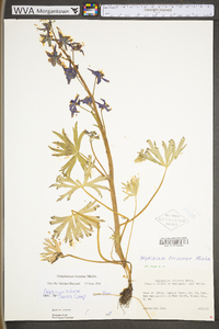 Delphinium tricorne image