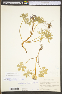 Delphinium tricorne image