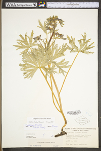 Delphinium tricorne image