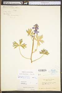 Delphinium tricorne image