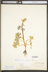 Delphinium tricorne image