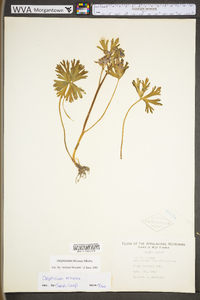 Delphinium tricorne image