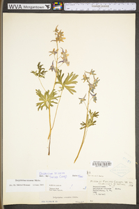 Delphinium tricorne image