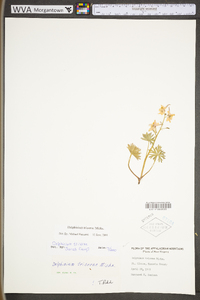 Delphinium tricorne image