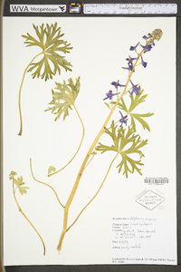 Delphinium tricorne image