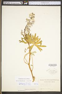 Delphinium tricorne image