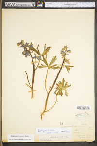 Delphinium tricorne image