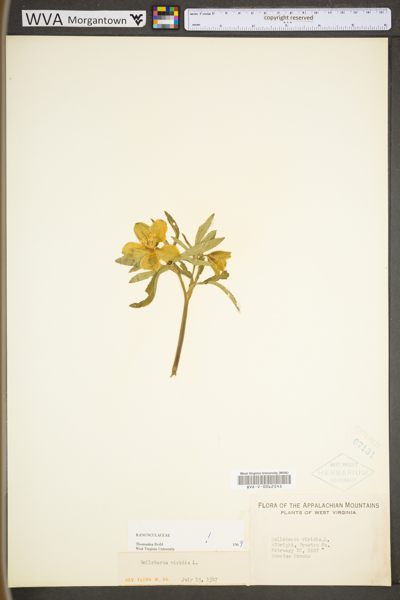 Helleborus viridis image