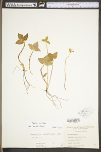 Anemone acutiloba image