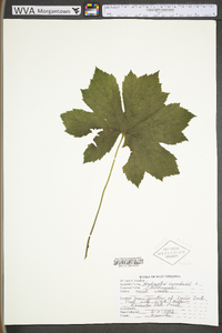 Hydrastis canadensis image